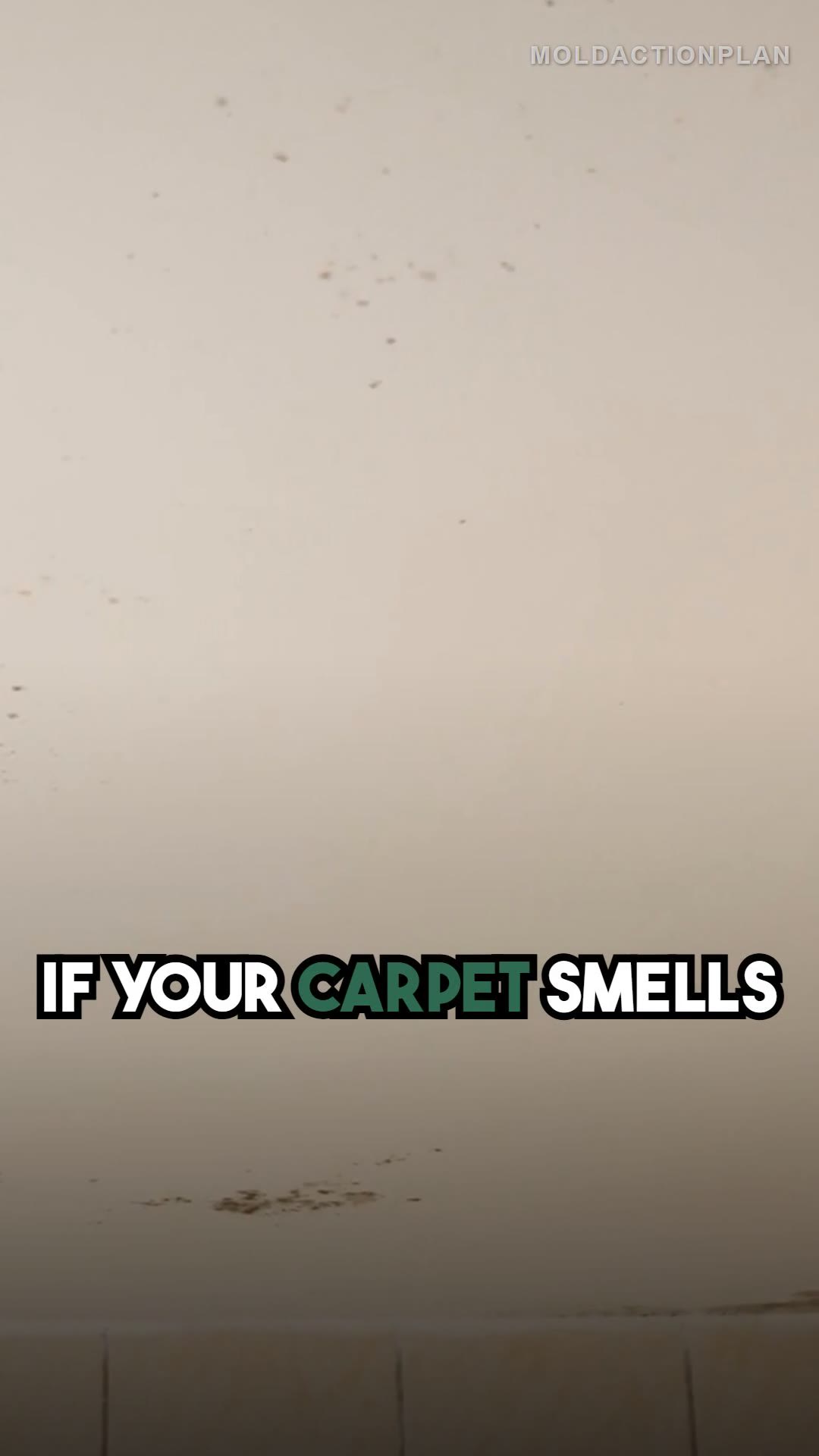 Carpet Mold: The Point of No Return