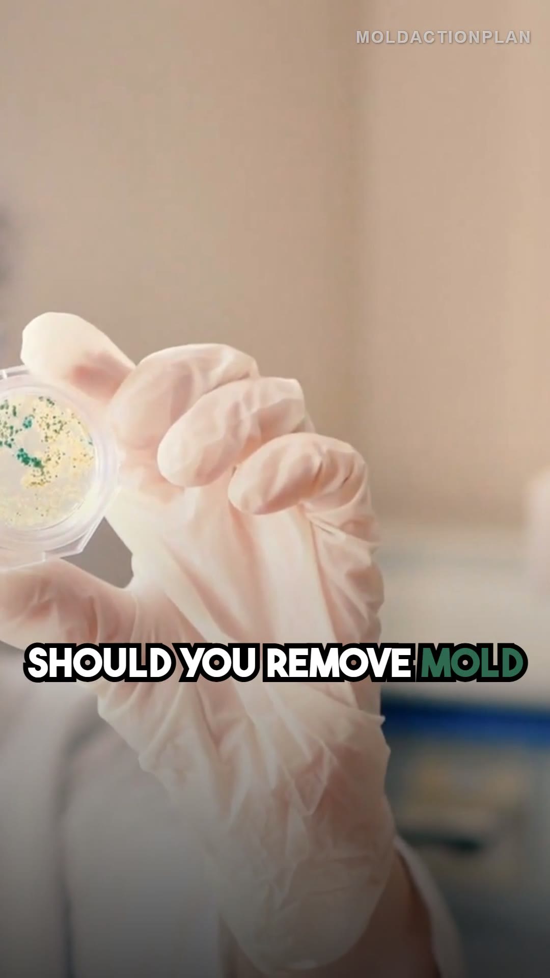 DIY vs Professional Mold Removal Decision