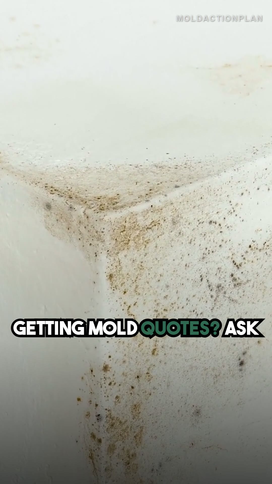 How to Get 3 Mold Quotes the Right Way
