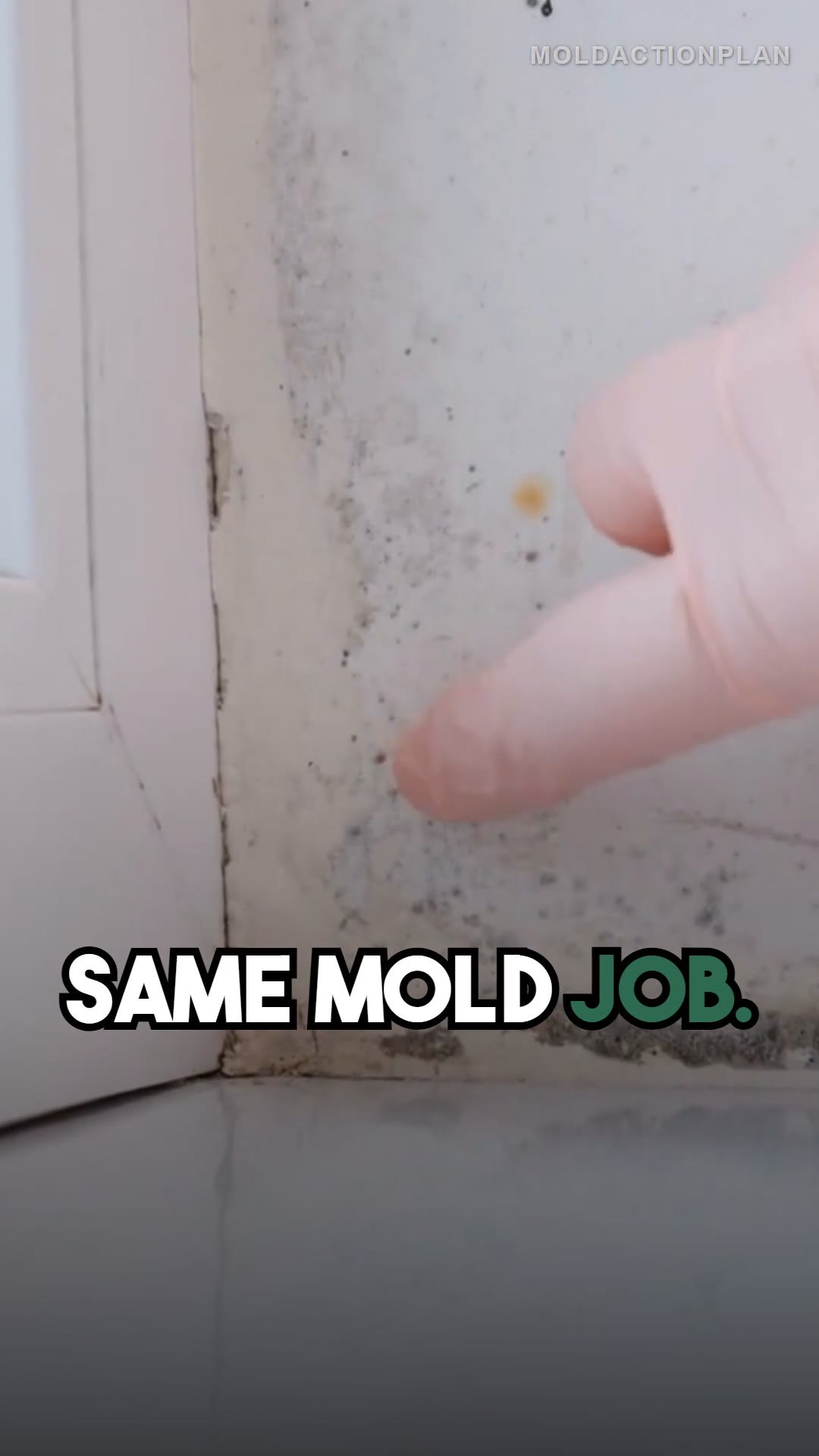 Mold Remediation in Miami vs Kansas City