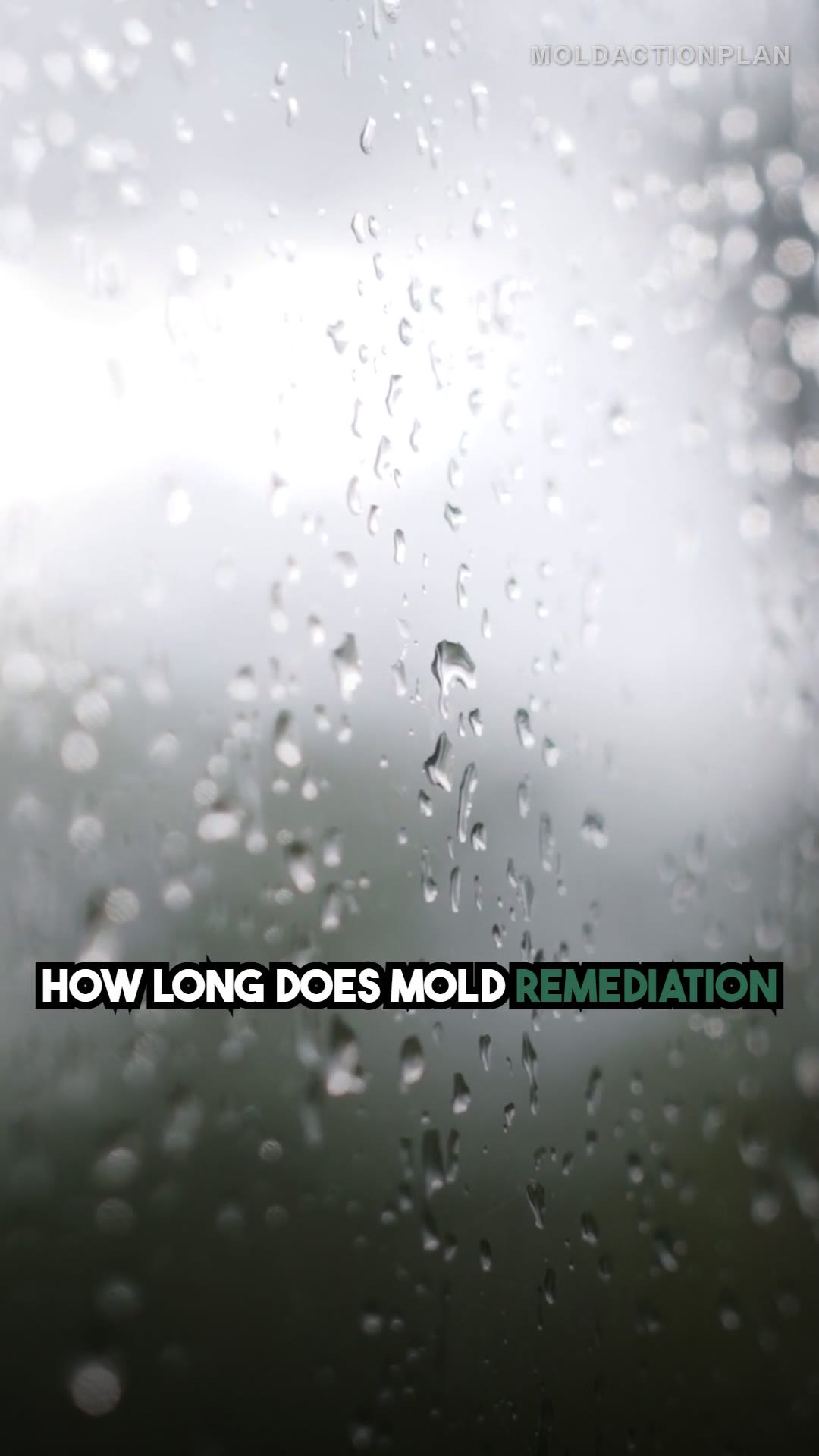 Mold Remediation Timeline