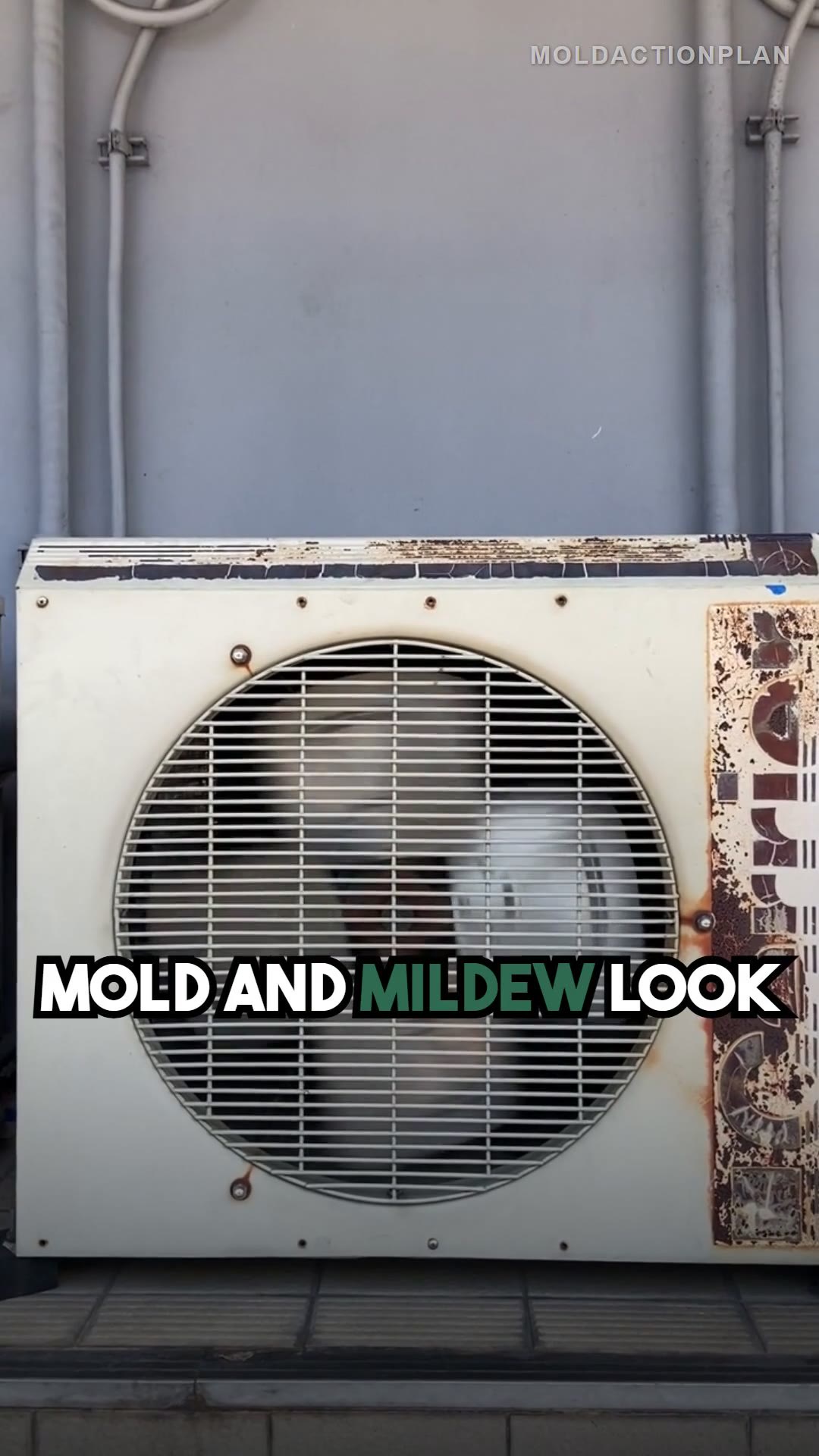 Mold vs Mildew: Know the Difference