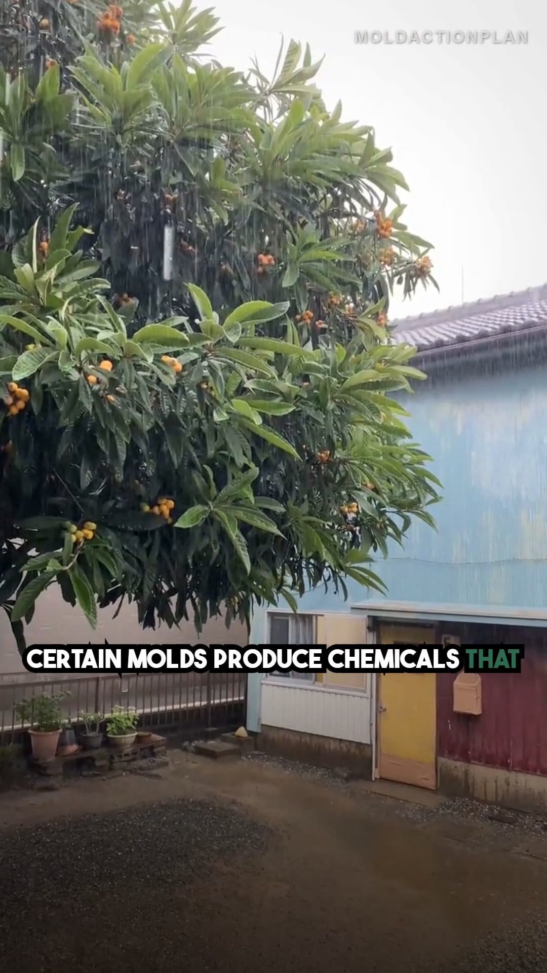 Mycotoxins and Your Brain