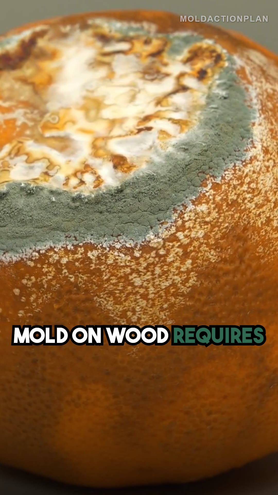 Remove Mold from Wood Surfaces
