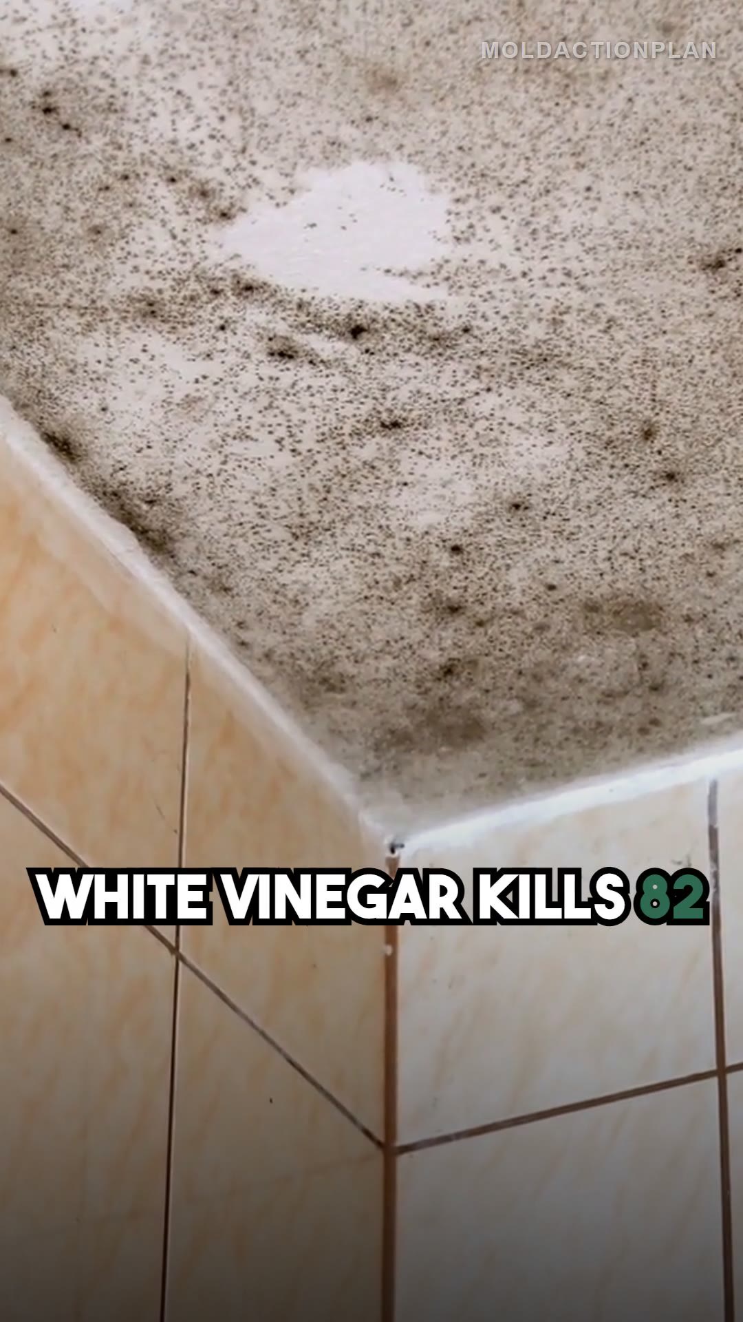 Vinegar vs Mold: The Right Way