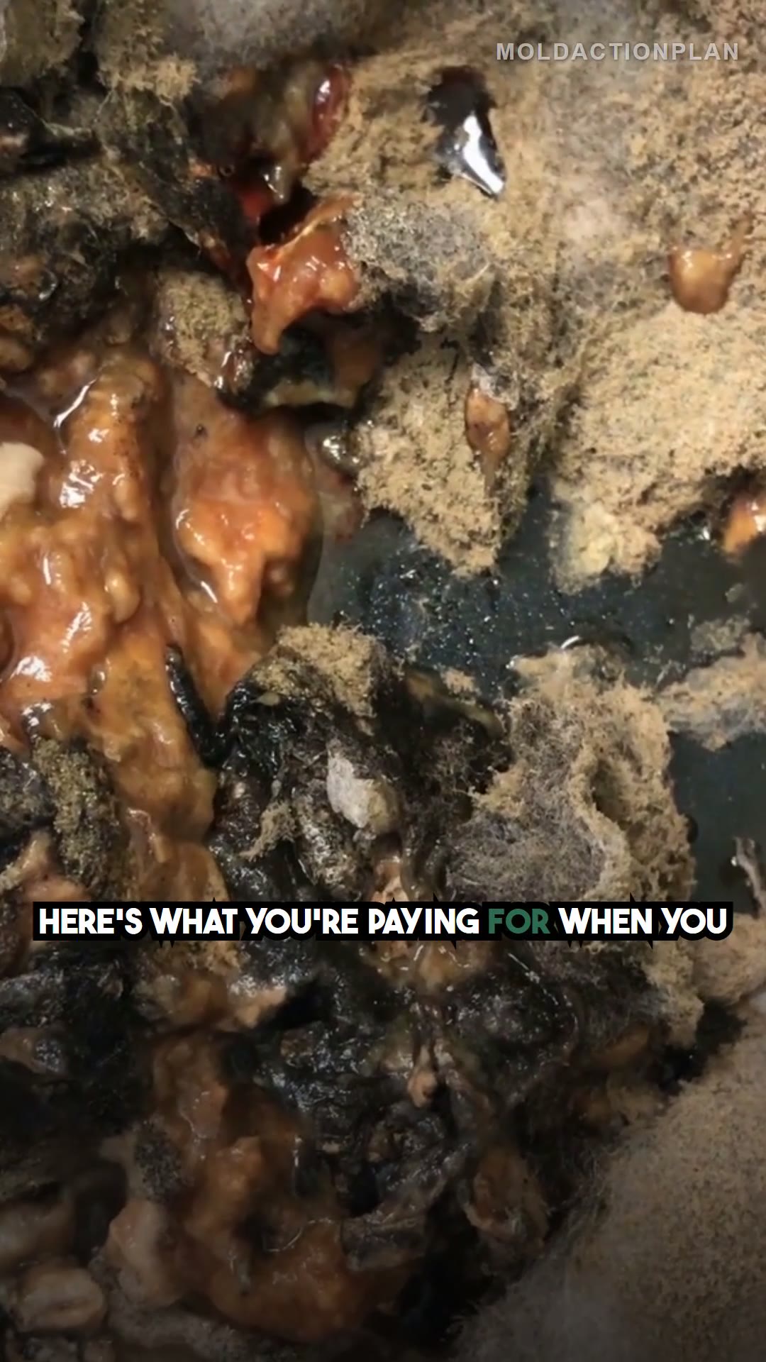 What Mold Remediation Companies Actually Do