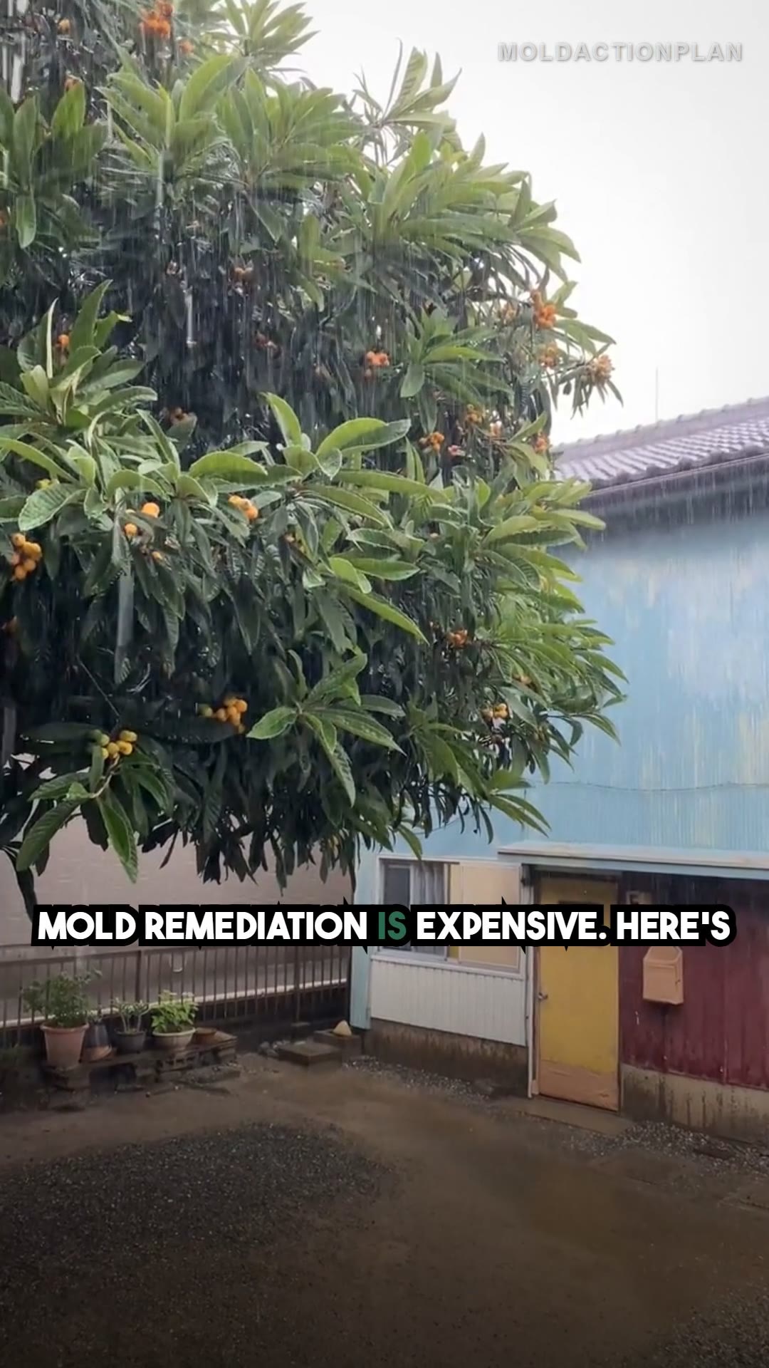 Why Mold Companies Charge So Much