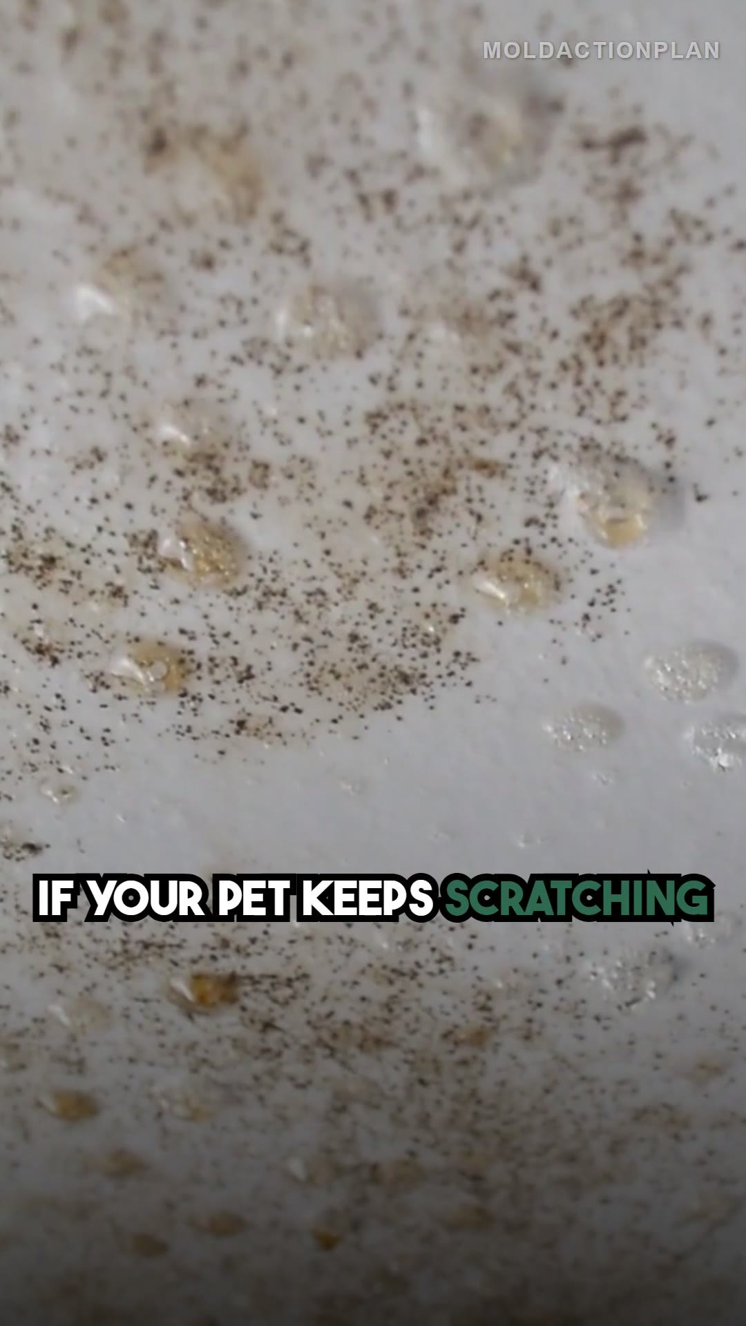Your Pet Is Telling You About Mold